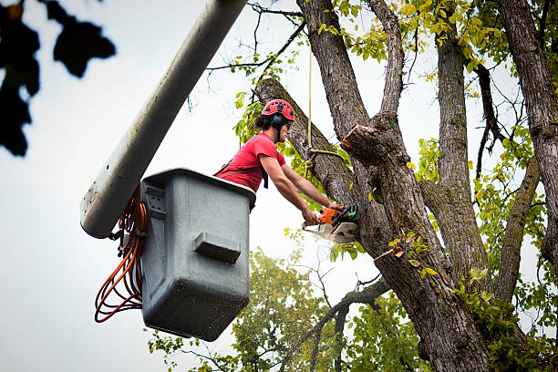  Stock Island, FL Tree Removal Pros